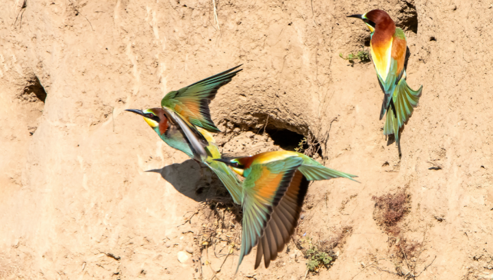 À la découverte des oiseaux du bord de l’Ognon